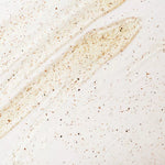 Image de diapositive